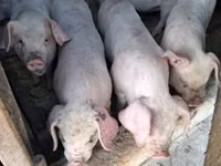 Schweine (Partie, Geschlecht nicht angegeben) — Foto 4