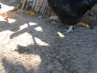 Australorp — foto 4
