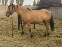 母马, Kyrgyz Horse — 照片 3