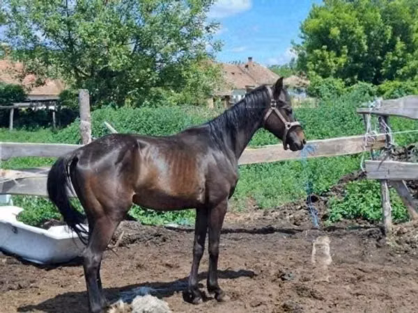 Hengst, Hungarian horse breed