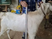 Cabro, Nubian Goat — foto 2