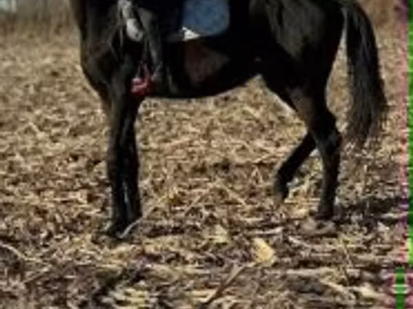 Hengst, Hungarian horse breed