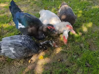Ducks — photo 8