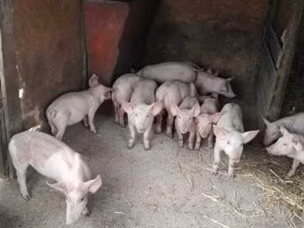 Schweine (Partie, Geschlecht nicht angegeben), Schweine