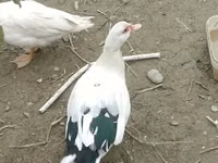 Ducks — الصورة 8