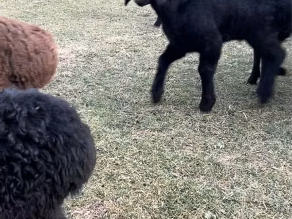Goats (batch, sex not specified), Goats