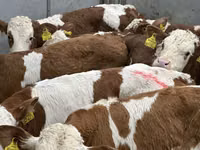 牛只（批次，未指定性别）, Cattle — 照片 8