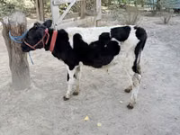 सांड, Russian Black pied cattle — फ़ोटो 3