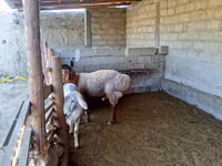 Ram, Sheep — photo 5