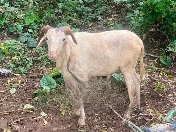 Sheep (batch, sex not specified), Sheep