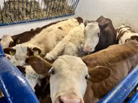 Vaca, Simmental cattle — foto 4