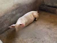 Cerdos (lote, sexo no especificado) — foto 3