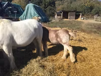 公马, Gypsy horse — 照片 4