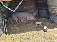 Schweine (Partie, Geschlecht nicht angegeben) — Foto 4