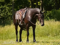 Hengst, Friesian — Foto 4