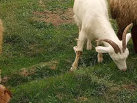 Ziege, Saanen goat — Foto 1