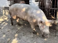 Eber, Schweine — Foto 1