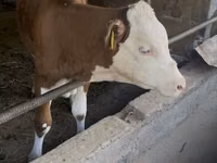 Bulle, Simmental cattle — Foto 1