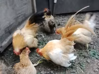Bantam — Foto 2
