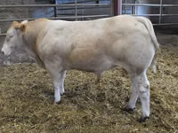 Bulle, Blonde d’Aquitane cattle — Foto 1