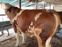 公牛, Simmental cattle — 照片 2