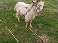 Billy Goat, Goats — photo 1