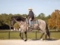 Horse (M), Percheron — photo 4