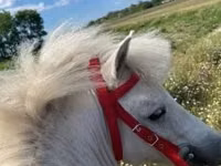 Hengst, Shetland Pony — Foto 5