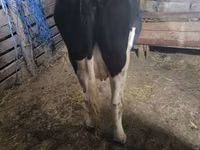 母牛, Holstein breed — 照片 2