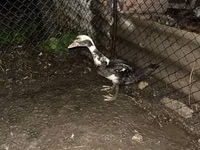 家养麝香鸭 — 照片 2