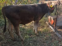 Bulle, Swiss cattle — Foto 2