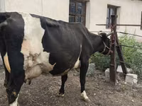 بقرة, Russian Black pied cattle — الصورة 3