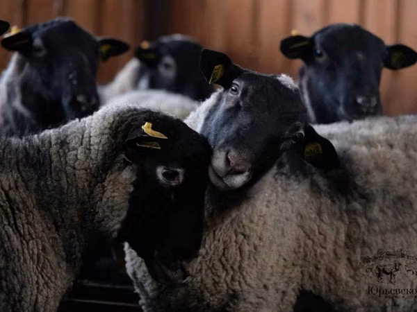 公羊, Romanov sheep