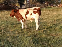 Bulle, Men-Anjou — Foto 3