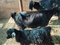 बकरा, बकरियाँ — फ़ोटो 6