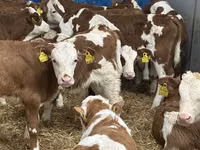 公牛, Cattle — 照片 4