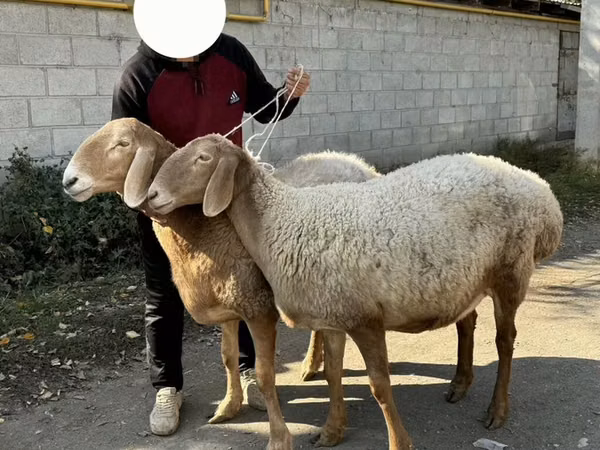 Schaf, Arashan sheep