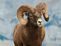 كبش, Gorkov sheep — الصورة 1