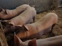 Eber, Schweine — Foto 1