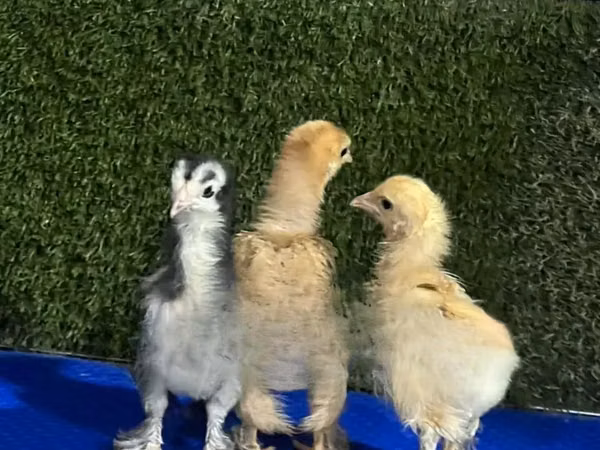 Brahma