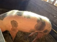Säue, Schweine — Foto 1