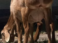 Sheep, Afghan Arabi sheep — photo 2
