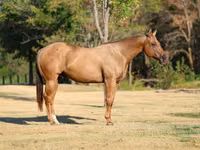 Hengst, Quarter Horse — Foto 3