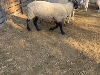 मेढ़ा, White Suffolk sheep — फ़ोटो 2