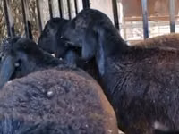 Ram, Kazakh fat-tailed coarsewool sheep — photo 3