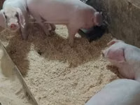 Schweine (Partie, Geschlecht nicht angegeben), Schweine — Foto 5