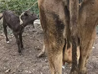 بقرة, Simmental cattle — الصورة 4