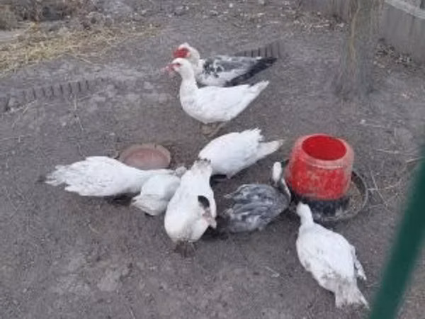 Утки