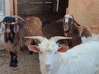 Goats (batch, sex not specified), Goats — photo 2