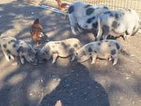 Boar — photo 2